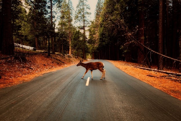 Deer crossing road.